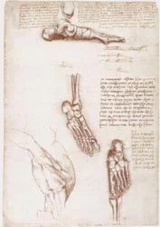 Études anatomiques : Anatomie superficielle de l