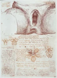 Études anatomiques : vulve d