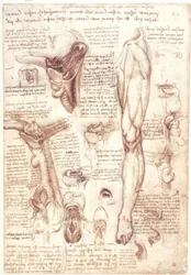 Études anatomiques : langue, gorge, larynx et œsophage