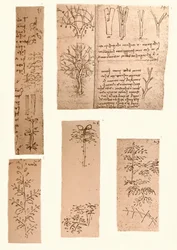Cinq dessins illustrant les éléments de la peinture de paysage, c1472-c1519 1883