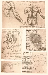 Quatre dessins anatomiques, vers 1472-1519