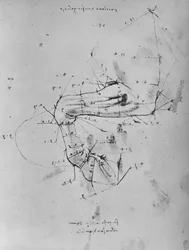 Dessin mesuré de la jambe avant gauche d