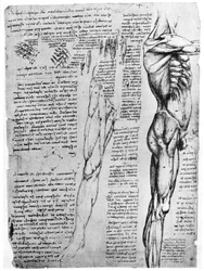 Études de muscles, fin du 15e ou début du 16e siècle