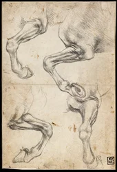 Études de la jambe du cheval