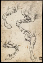 Études de jambes de chevaux