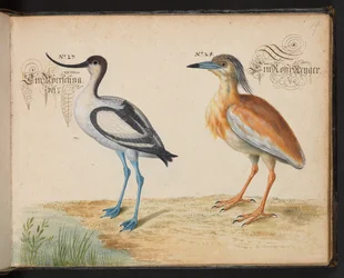Avocette et héron crabier