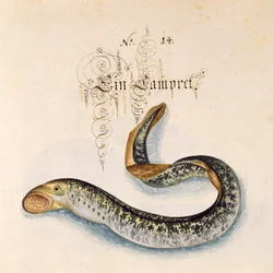 Lamproie de mer