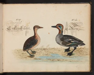 Description et délinéation naturelle exacte des oiseaux d