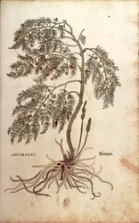 Asperge (Asparagus officinalis) de De historia stirpium commentarii insignes, gravure en couleur