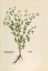 Camomille - Matricaria chamomilla (Chamaemelum leucanthemum) par Leonhart Fuchs de De historia stirpium commentarii insignes, gravure colorée