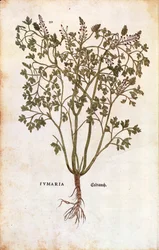 Fumeterre officinale