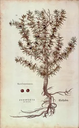 Genévrier commun - Juniperus communis (Juniperus minor) de De historia stirpium commentarii insignes, gravure en couleur
