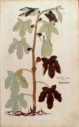 Figuier commun - Ficus carica (Ficus sativa) par Leonhart Fuchs de De historia stirpium commentarii insignes, gravure colorée