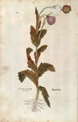 Coquelicot