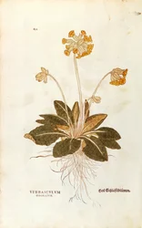 Primevère officinale - Primula veris officinalis (Verbasculum odoratum) de De historia stirpium commentarii insignes (Commentaires notables sur l