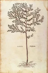 Mélèze d