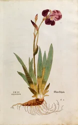Iris germanique - Iris florentina, de De historia stirpium commentarii insignes (Notable Commentaries on the History of Plants)