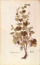 Vigne - Vitis vinifera, de De historia stirpium commentarii insignes (Notable Commentaries on the History of Plants)