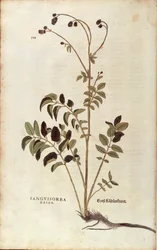 Grande pimprenelle - Sanguisorba officinalis par Leonhart Fuchs de De historia stirpium commentarii insignes, gravure colorée