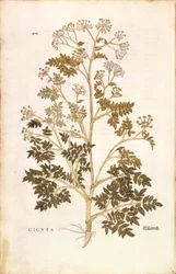 Ciguë - Conium maculatum (Cicuta) par Leonhart Fuchs de De historia stirpium commentarii insignes, gravure colorée