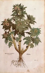 Jusquiame - Hyoscyamus niger (Hyoscyamus flavus) de De historia stirpium commentarii insignes, gravure en couleur