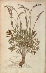 Lavande - Lavandula spica par Leonhart Fuchs de De historia stirpium commentarii insignes, gravure en couleur