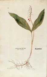 Muguet - Convallaria majalis (Ephemerum non letale) de De historia stirpium commentarii insignes (Commentaires notables sur l