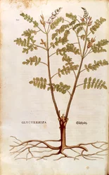 Réglisse par Leonhart Fuchs de De historia stirpium commentarii insignes, gravure colorée