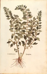 Agripaume (Leonurus cardiaca) de De historia stirpium commentarii insignes, gravure en couleur
