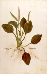 Plantain majeur - Plantago major, de De historia stirpium commentarii insignes (Notable Commentaries on the History of Plants)