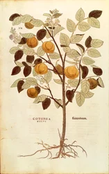 Cognassier - Cydonia oblonga par Leonhart Fuchs de De historia stirpium commentarii insignes, gravure en couleur