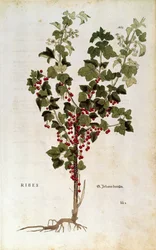 Groseille à grappes (Ribes rubrum) par Leonhart Fuchs dans De historia stirpium commentarii insignes