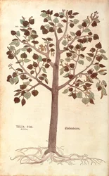 Tilleul à petites feuilles - Tilia cordata, de De historia stirpium commentarii insignes (Notable Commentaries on the History of Plants)