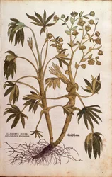 Hellébore fétide ou Herbe à la puce - Helleborus foetidus (Helleborus niger adulterinus sylvestris) de De historia stirpium commentarii insignes, gravure en couleur
