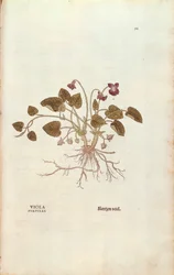 Violette (Viola odorata) par Leonhart Fuchs de De historia stirpium commentarii insignes, gravure en couleur
