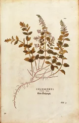 Germandrée petit-chêne - Teucrium chamaedrys par Leonhart Fuchs de De historia stirpium commentarii insignes, gravure en couleur