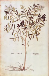 Troène commun - Ligustrum vulgare, de De historia stirpium commentarii insignes (Notable Commentaries on the History of Plants)