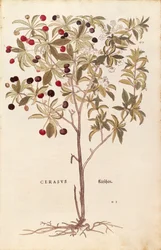 Cerisier sauvage - Prunus avium par Leonhart Fuchs de De historia stirpium commentarii insignes, gravure en couleur