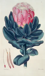 Protea speciosa, Perigonia pistillum (pl.12) de 