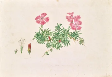 Œillet des Alpes (Dianthus alpinus)