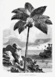 Dessin vintage de palmier I