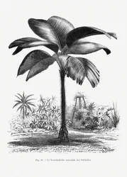 Dessin vintage de palmier III