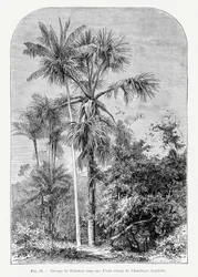 Dessin vintage de palmier IV