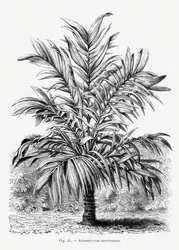 Dessin vintage de palmier Ix
