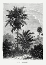 Dessin vintage de palmier V