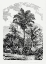 Dessin vintage de palmier Vi