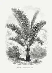 Dessin vintage de palmier VII