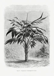 Dessin vintage de palmier VIII