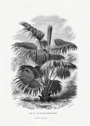 Dessin vintage de palmier XII