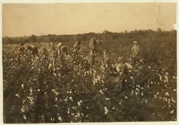 Famille cueillant du coton près de McKinney, Texas, 1913